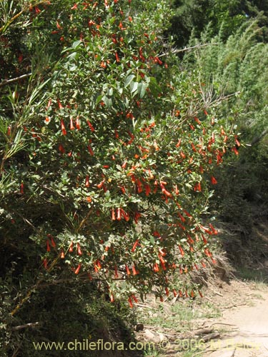 Imágen de Desfontainia spinosa (Taique / Chapico / Trau-trau). Haga un clic para aumentar parte de imágen.